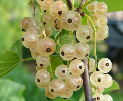 Белая фея (Алмазная)