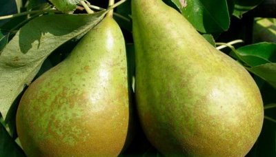 Ранняя летняя