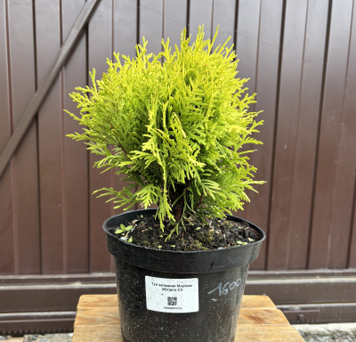 Туя западная «Мириам» (Thuja occidentalis Mirjam)