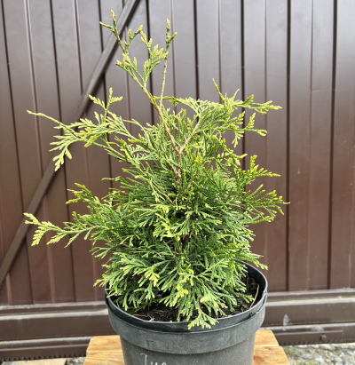 Туя западная «Альбоспиката» (Thuja occidentalis 'Albospicata')