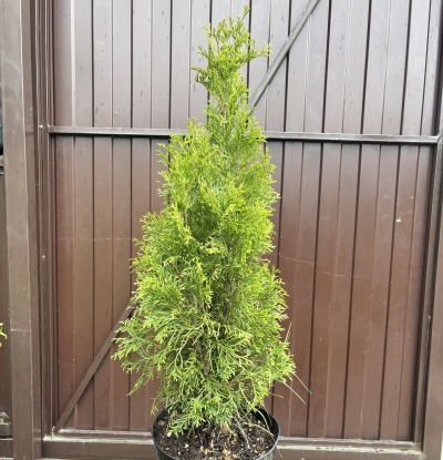 Туя западная «Брабант» (Thuja occidentalis 'Brabant')