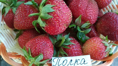 Полка (Полька)