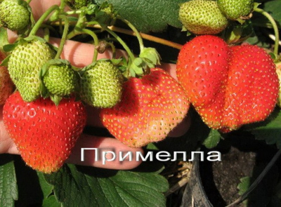 Примелла