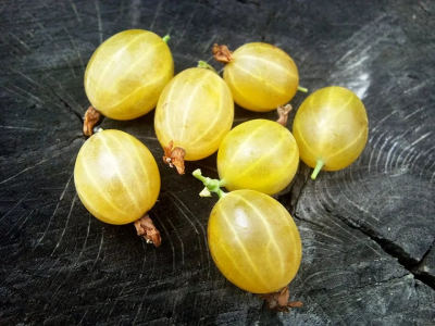 Куршу Дзинтарс