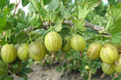 Родник