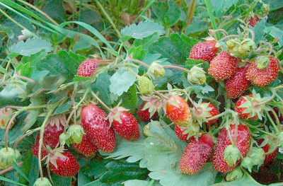 Купчиха улучшенная