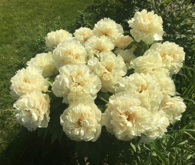 Санни Герл (Sunny Girl)