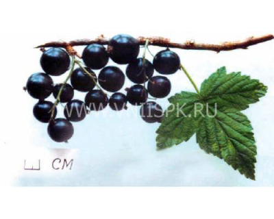 Селеченская