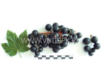 Сокровище