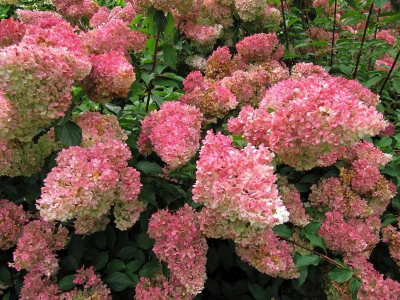 Гортензия метельчатая Старберри Блоссом/Strawberry Blossom