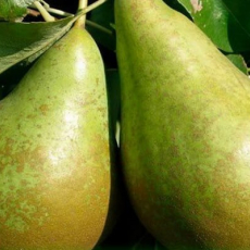 Ранняя летняя