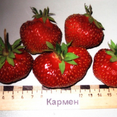 Кармен