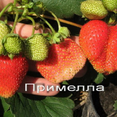 Примелла