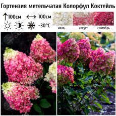 Гортензия метельчатая Колорфул Коктейль/Colorful Cocktail