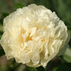Санни Герл (Sunny Girl)