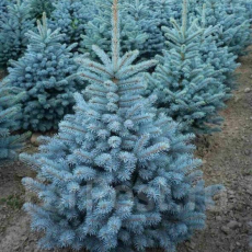 Ель колючая Super Blue Seedling