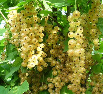 Урожайная