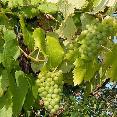 Кристалл